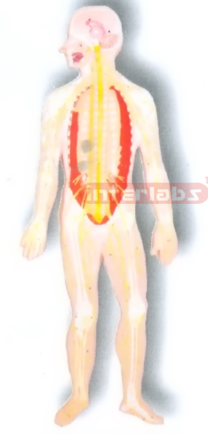 MAGNET-HANGING HUMAN NERVOUS SYSTEM MODEL